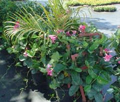 flowers01.jpg