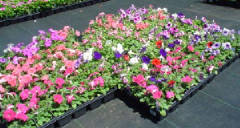 patunias.jpg